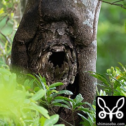 上の個体が掘っていた巣穴。同じ木にいくつも穴を開けていてどれを使うかはまだ分かりません。
