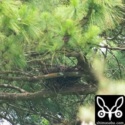 カタグロトビの巣の近くで見つけたツミの巣。写真中央にメスが座っているのが見えます。