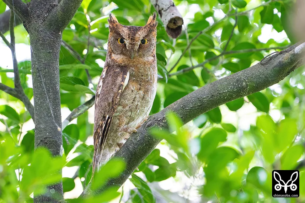 リュウキュウコノハズク