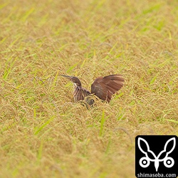 上のリュウキュウヨシゴイを見ていたら、オスとメスのリュウキュウヨシゴイが近くに降り立ちました。真ん中がメスで両サイドがオスです。右の2羽がペア。