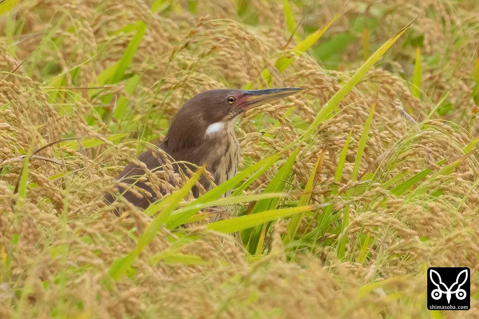 リュウキュウヨシゴイ