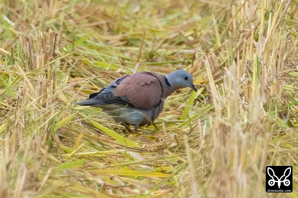 ベニバト