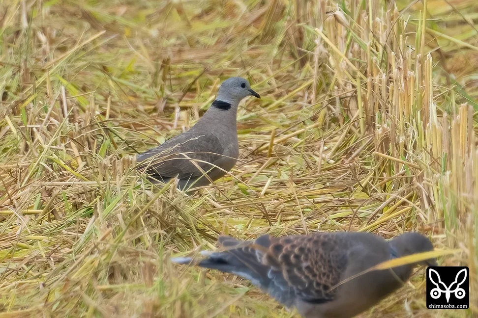 ベニバト