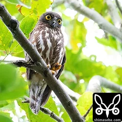 リュウキュウアオバズク