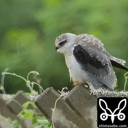カタグロトビ