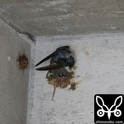 リュウキュウツバメ造巣中