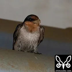 リュウキュウツバメ