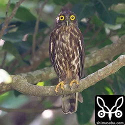 リュウキュウアオバズク