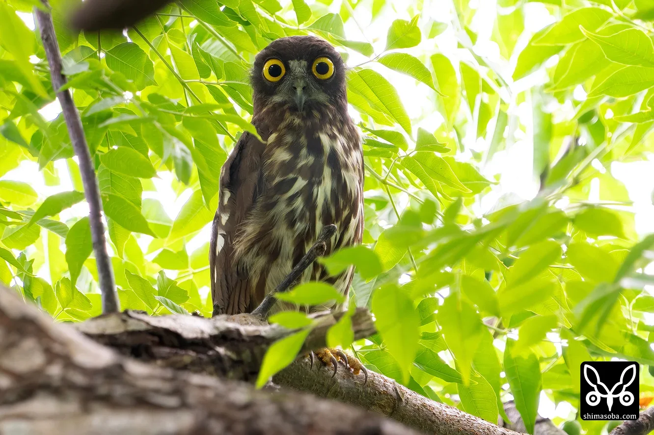 リュウキュウアオバズク