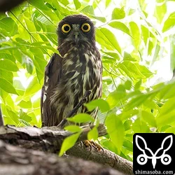 リュウキュウアオバズク
