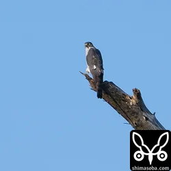 リュウキュウツミ