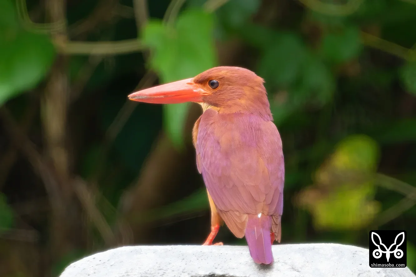 リュウキュウアカショウビン