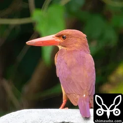 リュウキュウアカショウビン