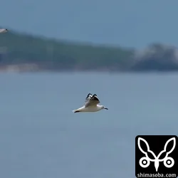 ギンカモメ
