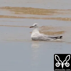 水浴びするギンカモメ。