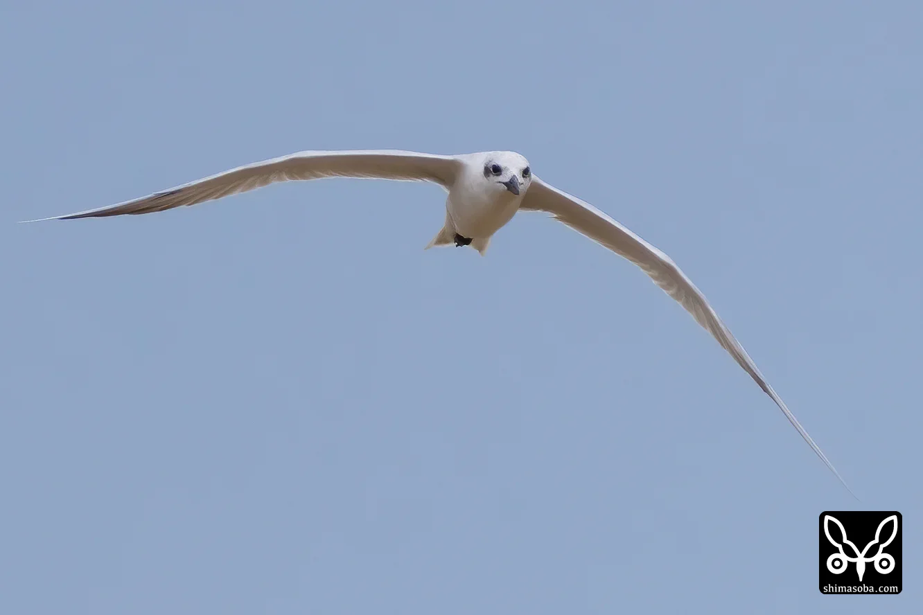 ハシブトアジサシ