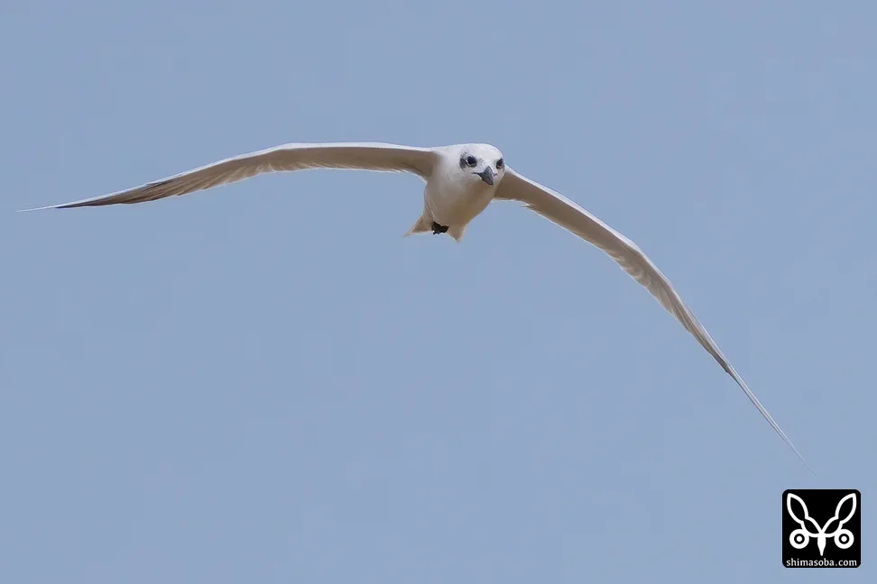 ハシブトアジサシ