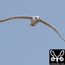 ハシブトアジサシ