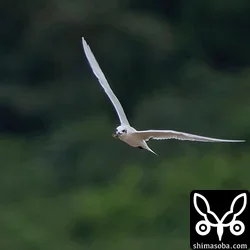 ハシブトアジサシ