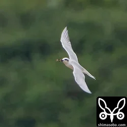 ハシブトアジサシ