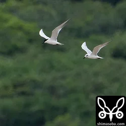 ハシブトアジサシ