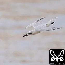ハシブトアジサシ