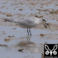 ハシブトアジサシ