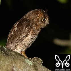 リュウキュウコノハズク