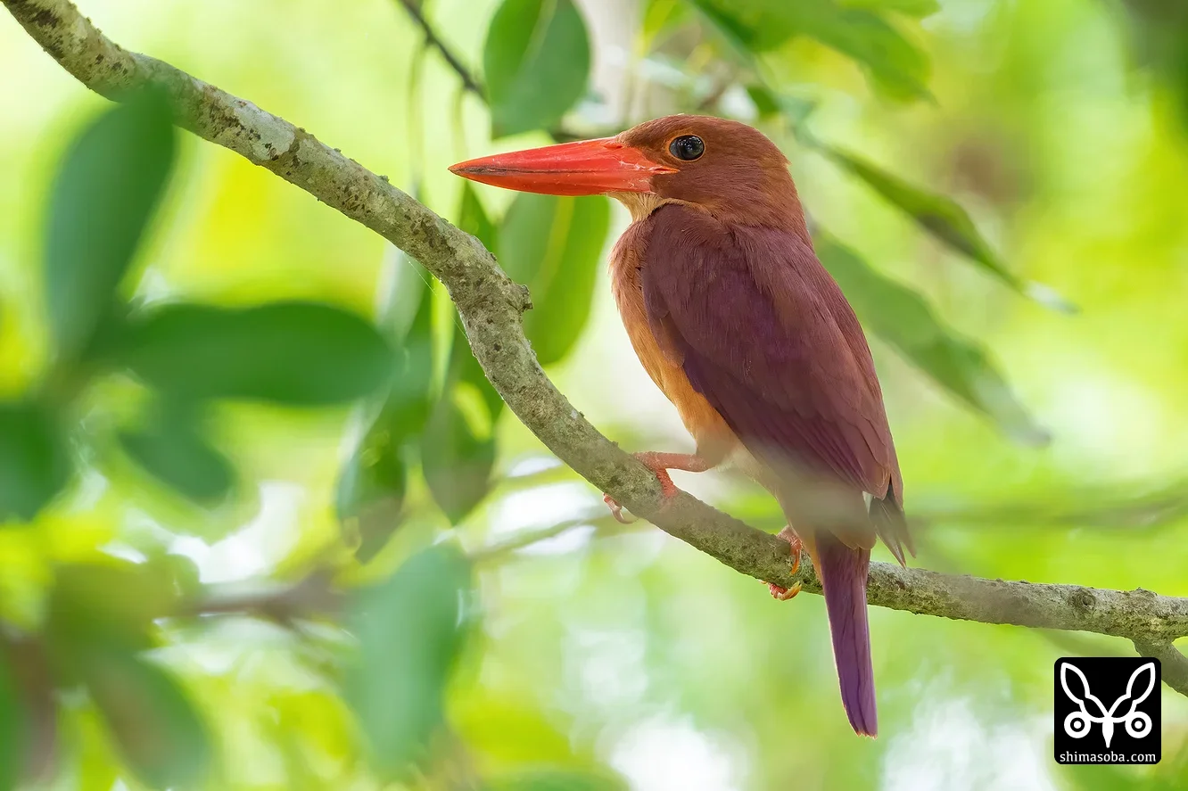 リュウキュウアカショウビン