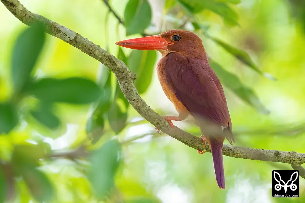 リュウキュウアカショウビン
