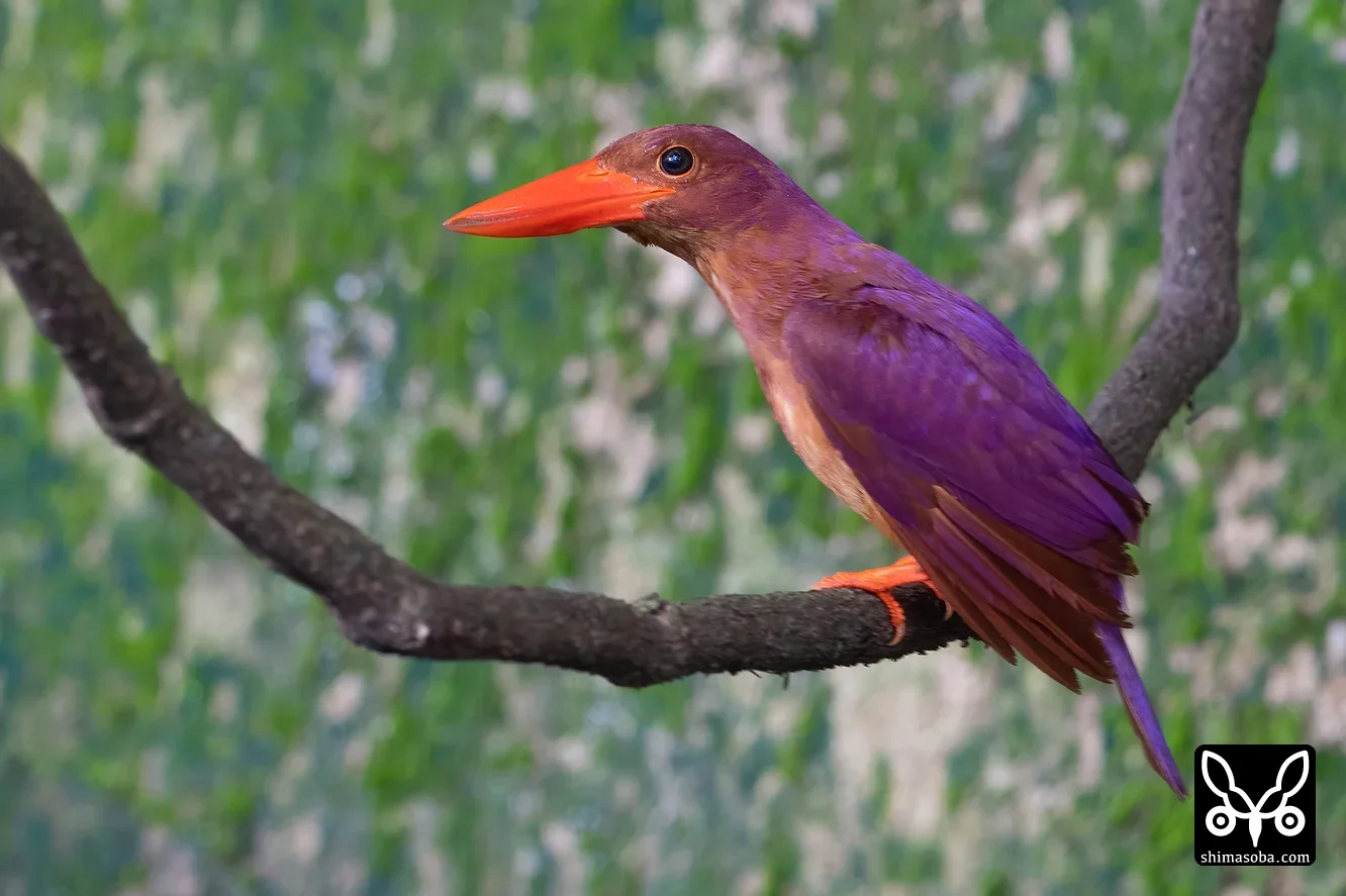 リュウキュウアカショウビン