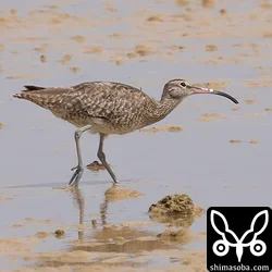 チュウシャクシギ