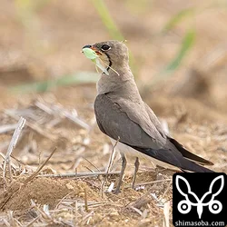 獲物を運んできた親鳥。この後、わが子を発見して走り寄って行きました。