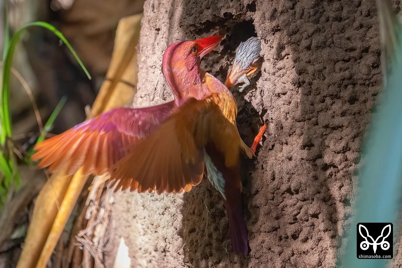リュウキュウアカショウビン