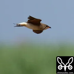 ツバメチドリ