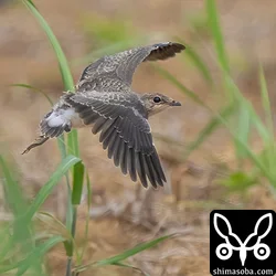 ツバメチドリ