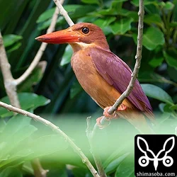 リュウキュウアカショウビン
