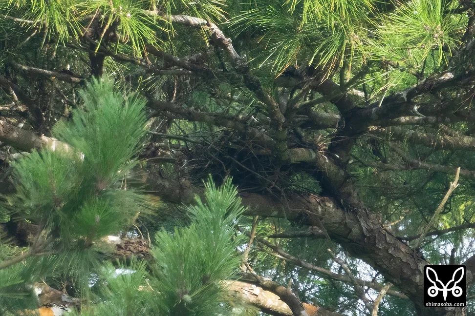 リュウキュウツミ