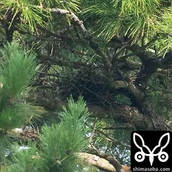 リュウキュウツミ