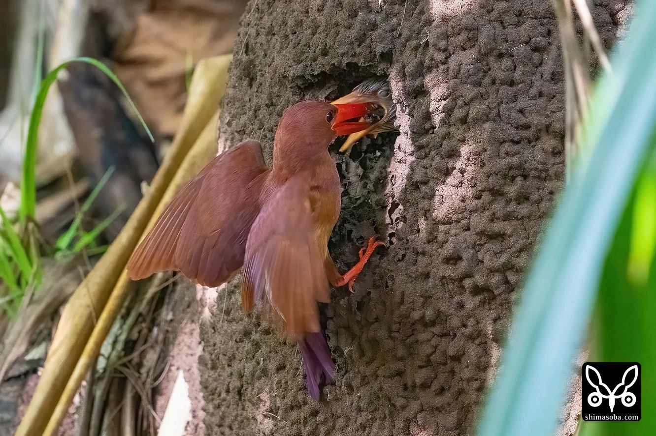 リュウキュウアカショウビン