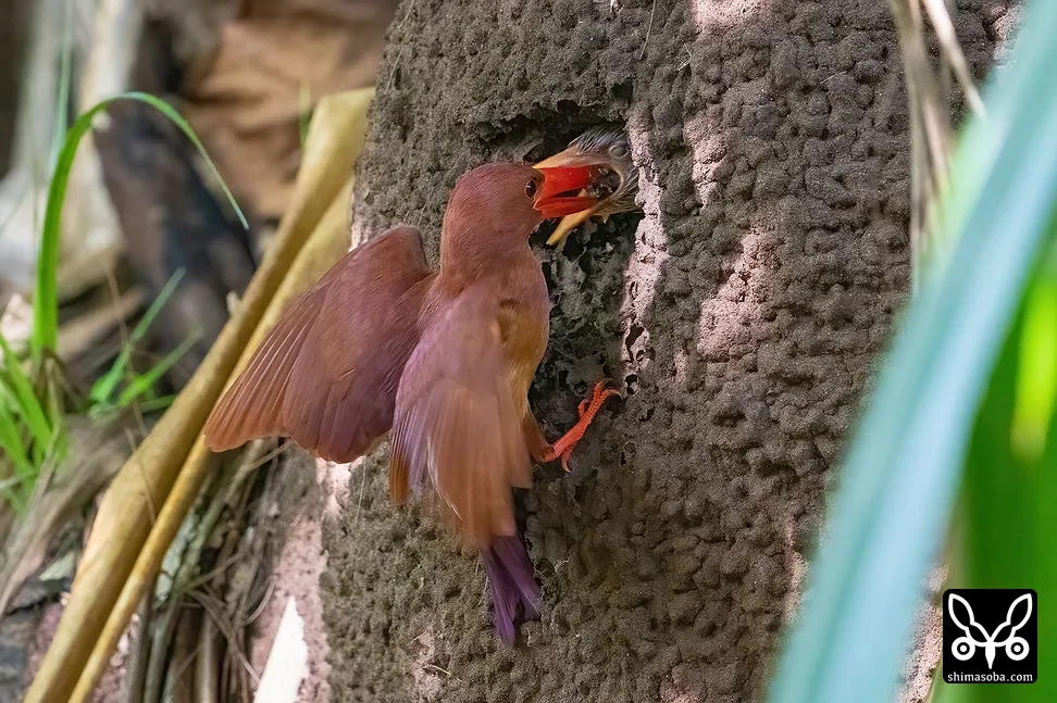リュウキュウアカショウビン