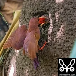 リュウキュウアカショウビン