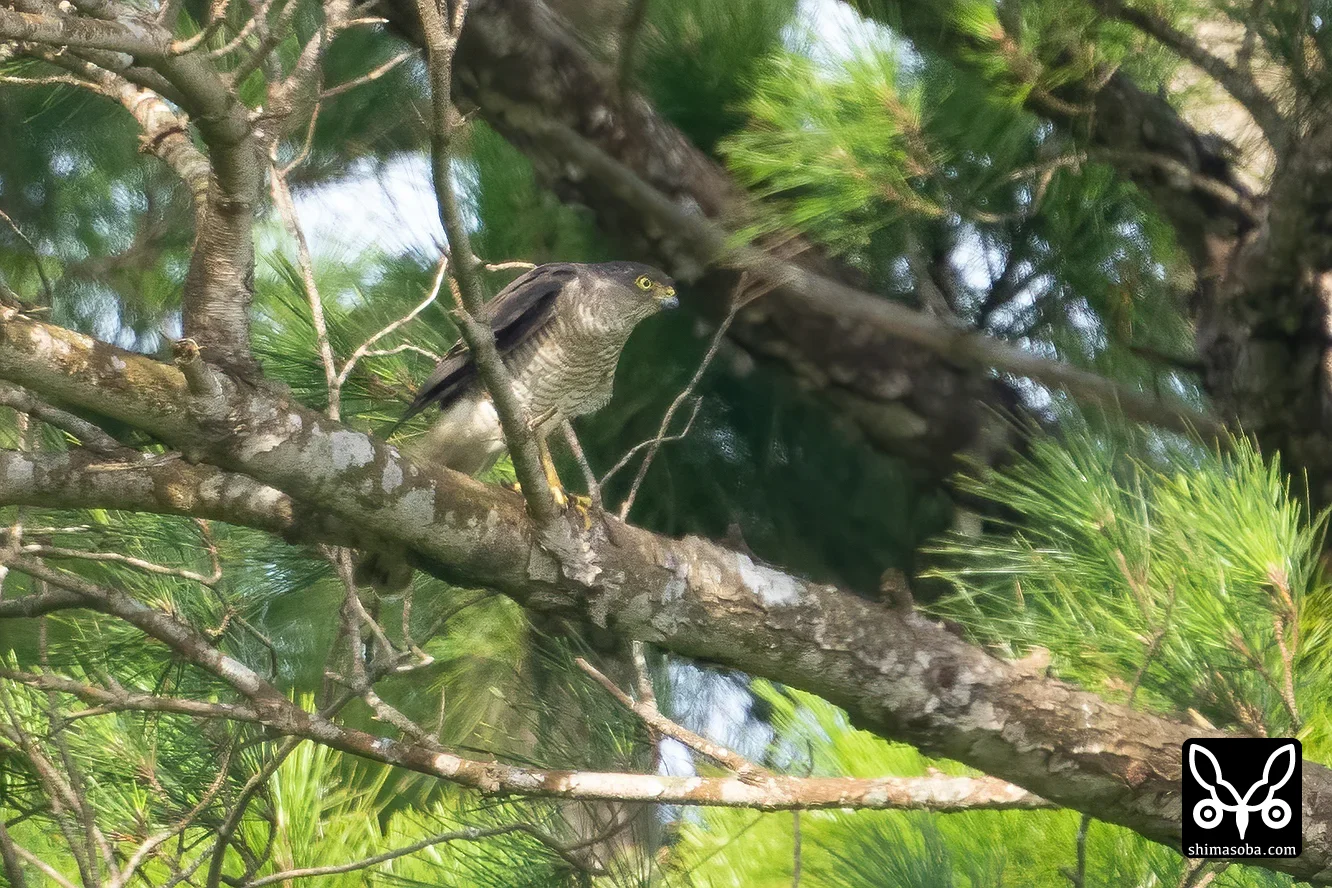 リュウキュウツミ