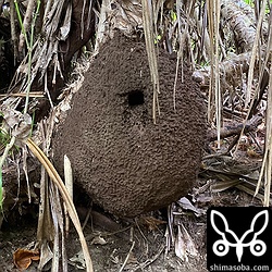 ほとんど地面といっていい場所にあるタカサゴシロアリの巣で子育て中。ヒナは4羽ほどいる模様。親鳥が巣に餌を持ってくると3羽のくちばしが同時に見えることもありました。