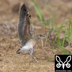 ツバメチドリ