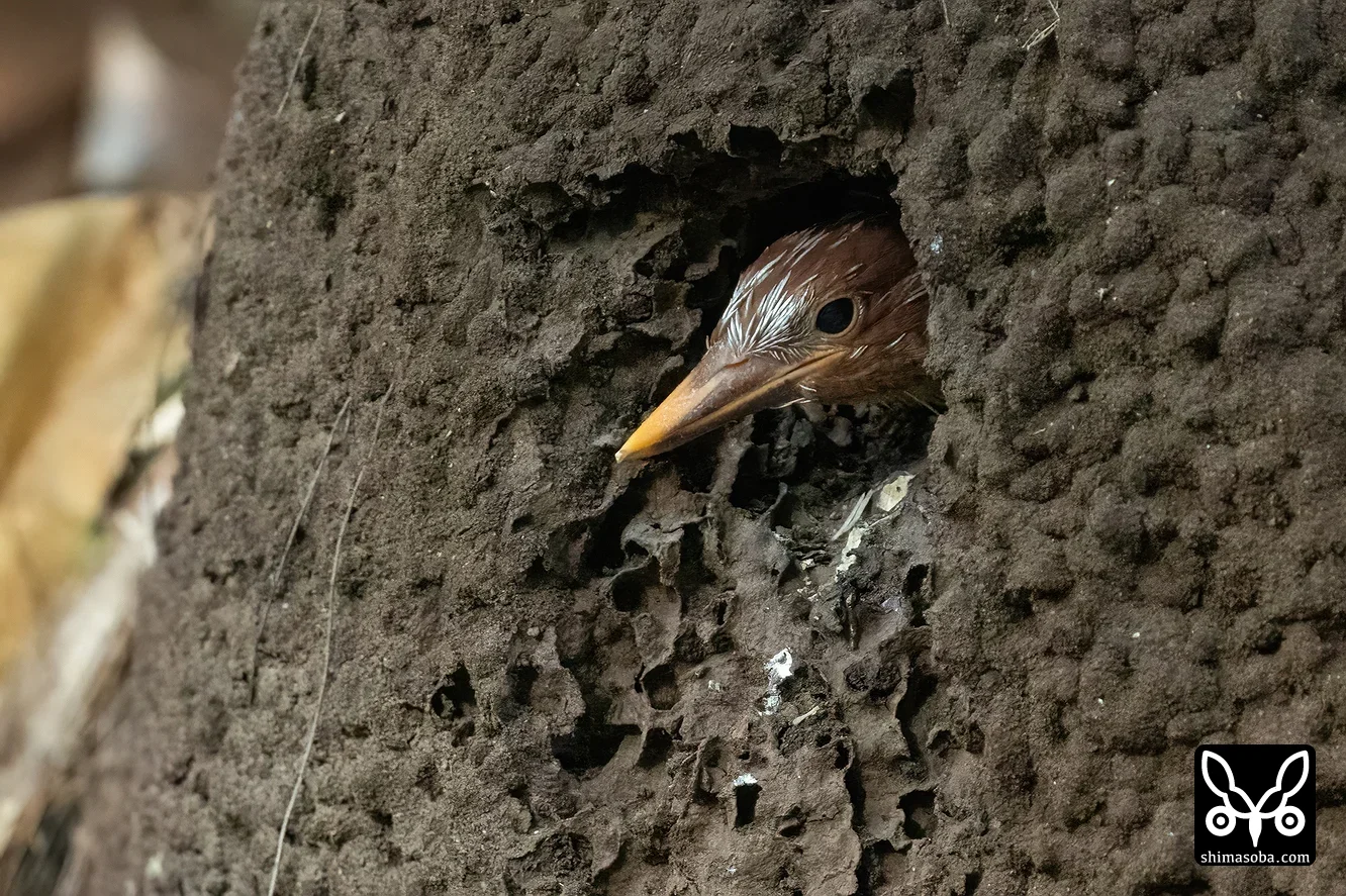 リュウキュウアカショウビン