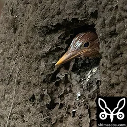リュウキュウアカショウビン