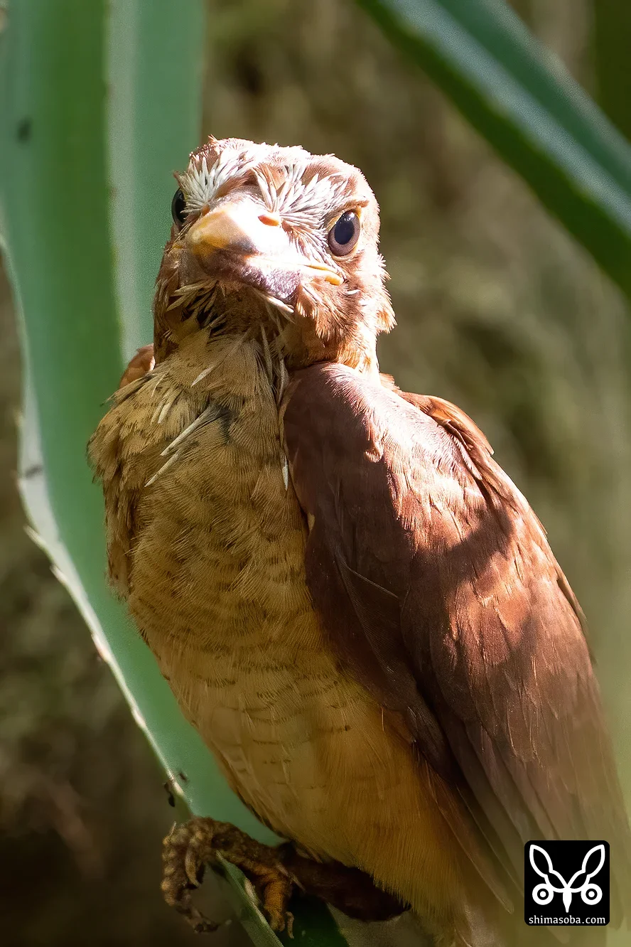 リュウキュウアカショウビン