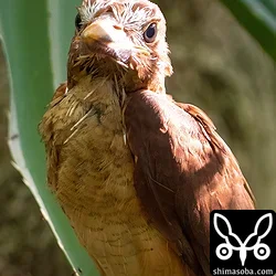 リュウキュウアカショウビン
