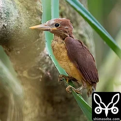 リュウキュウアカショウビン